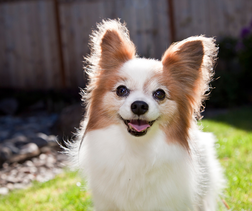Celebrate Pet Month: Make the Most of Your Next Vet Visit