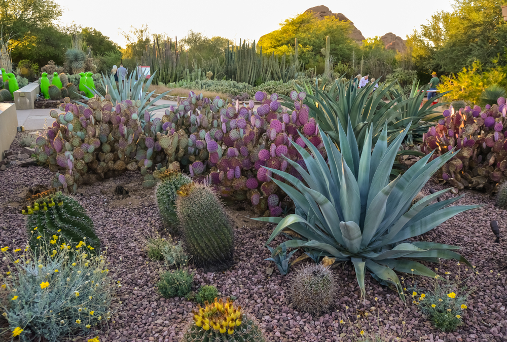 September Gardening Tips for Phoenix Area Residents