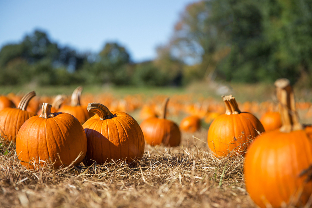 Spooky Soirées and Frightful Festivities: Halloween Events in Phoenix This October