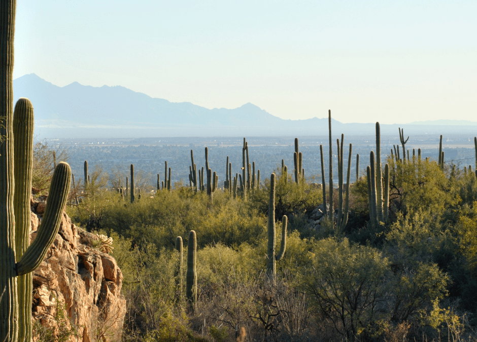 Connecting the Countryside: Phoenix’s Top Picks for Reliable Rural Internet Services