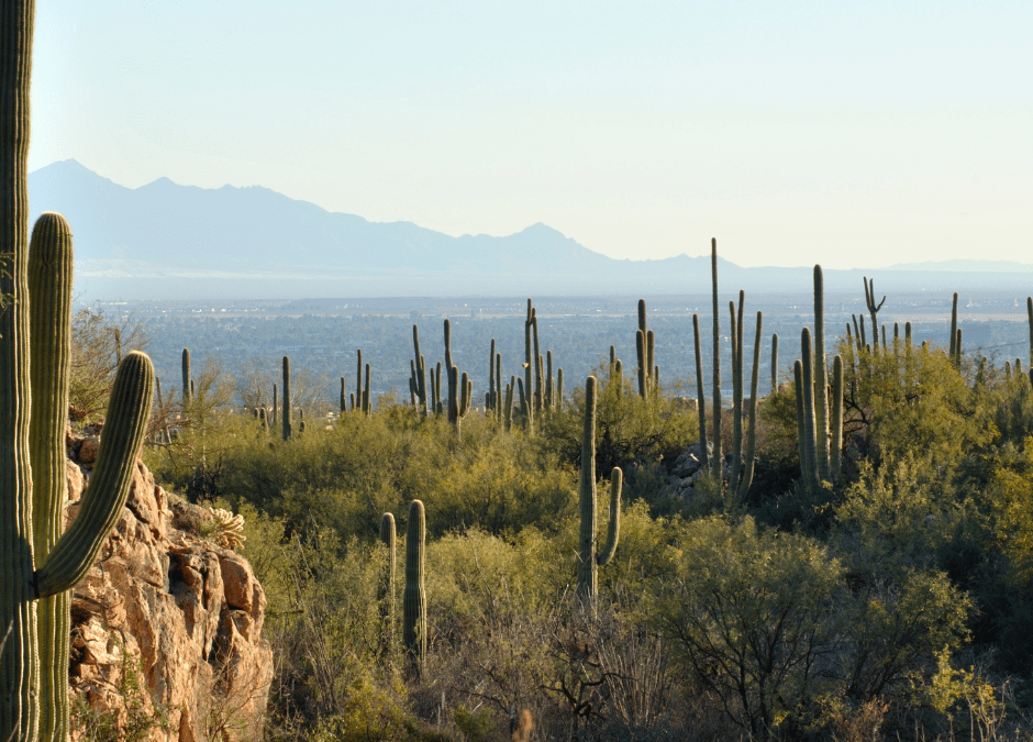 Top Rural Internet Options in Phoenix: Reliable Connectivity Picks