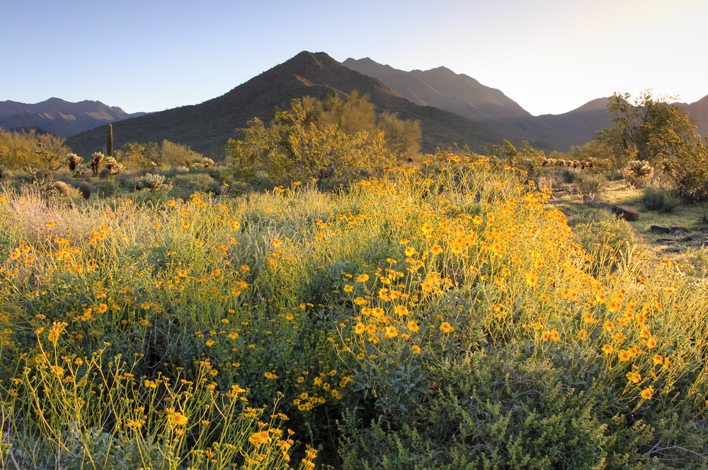 Wildflower Season in Rural Phoenix: Best Spots for Spectacular Blooms