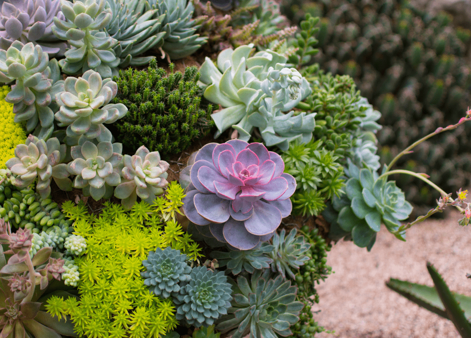 July Garden Delights: Tips for Thriving Landscapes in Rural Phoenix
